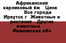 Африканский карликовый ёж › Цена ­ 6 000 - Все города, Иркутск г. Животные и растения » Другие животные   . Ивановская обл.